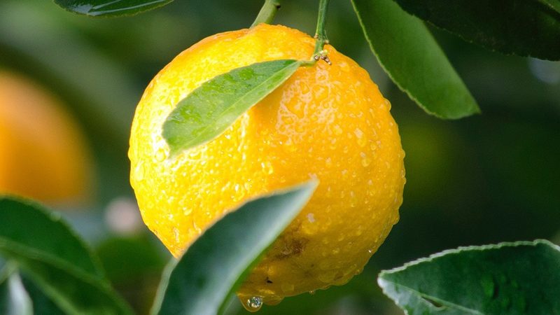 生物科技面膜与中药面膜：成分差异与功效解析**